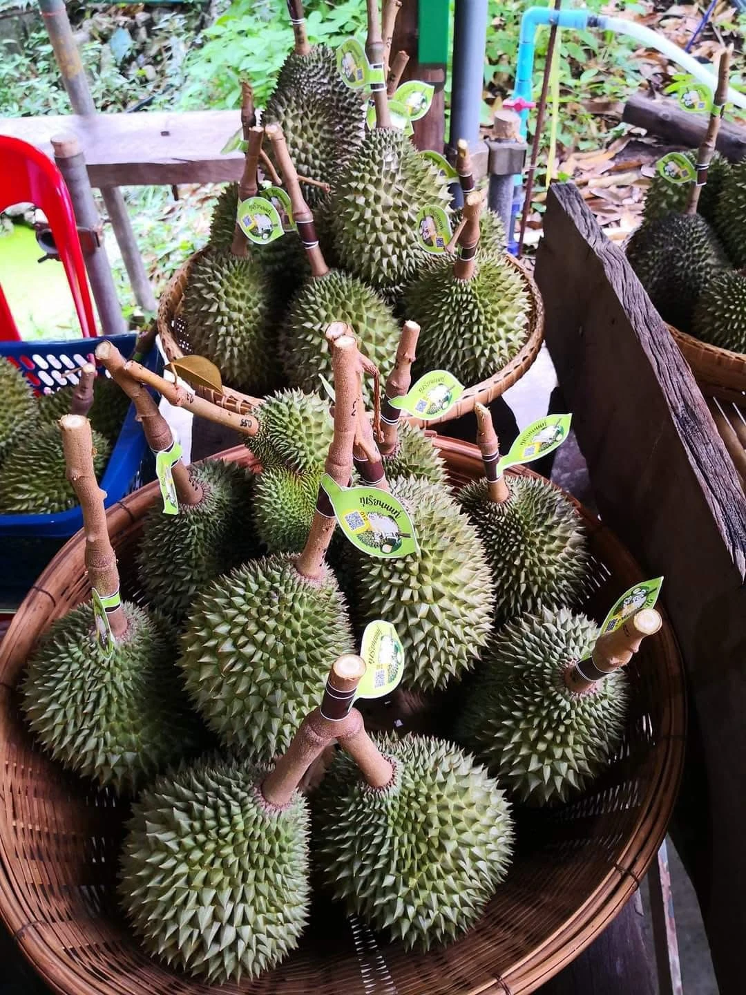 ทุเรียนสวนยายละมัย จังหวัดนนทบุรี ของดีเมืองนนท์จากสวนคุณภาพที่ใส่ใจทุกขั้นตอน