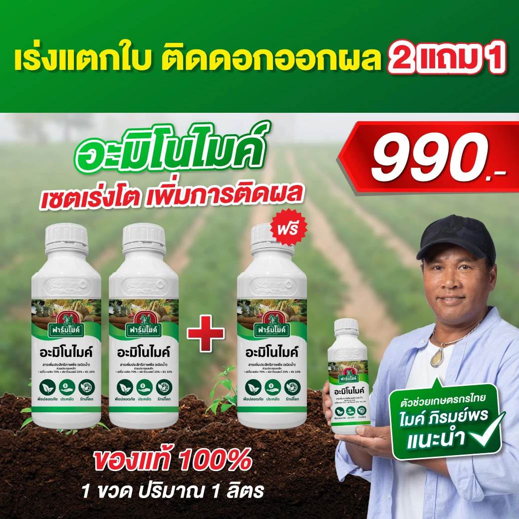 อะมิโนไมค์ 2 ขวด เเถม 1 ขวด ไมค์ ภิรมย์พร แนะนำ เร่งต้น ใบเขียวไว พืชไม่โทรม ตัวช่วยเพิ่มผลผลิตที่เกษตรกรไว้วางใจ